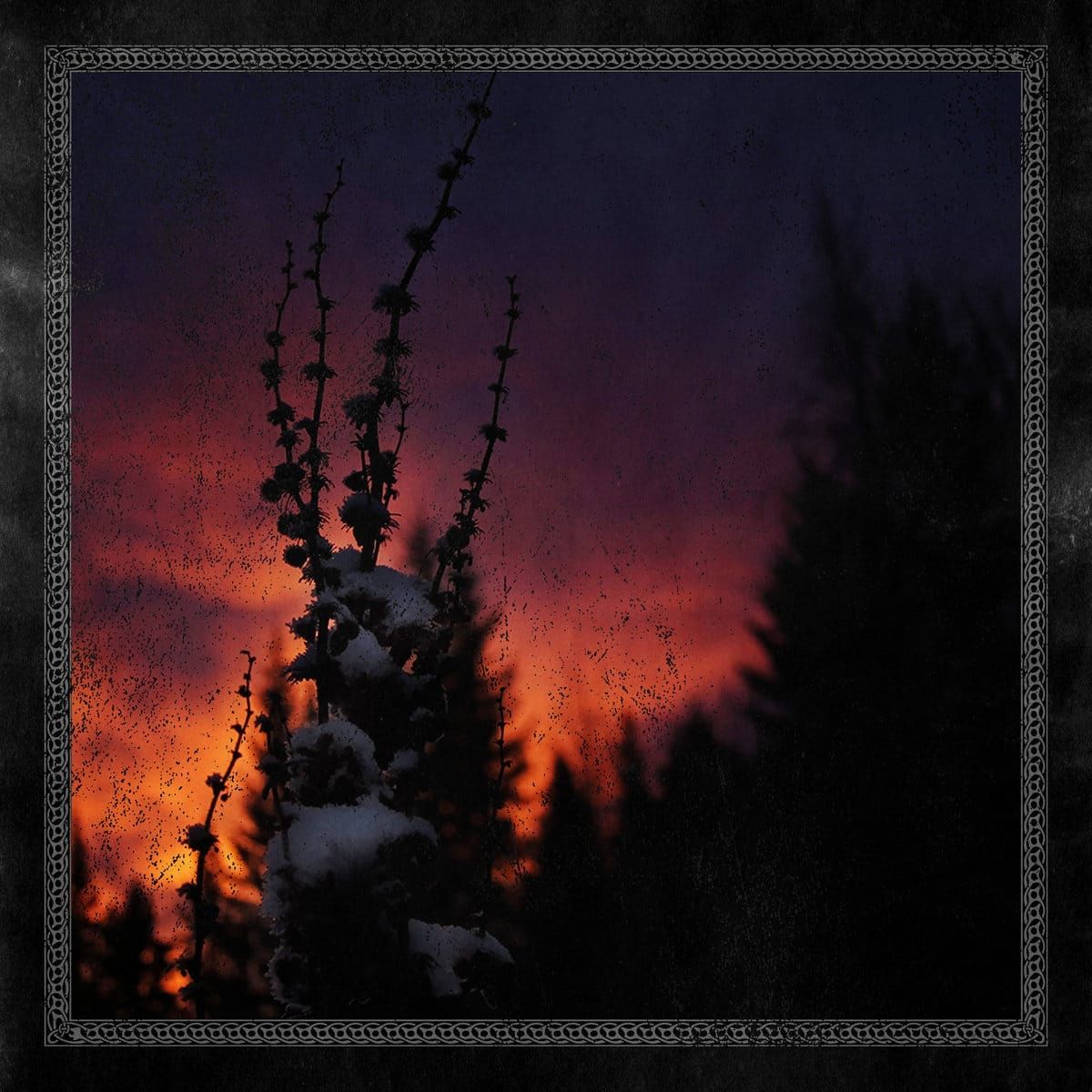 Review: Blackbraid - Nocturnal Womb (2026)
