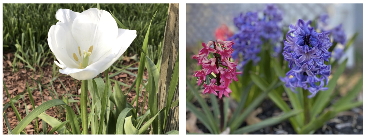 Re-Awaken Your Garden for Spring