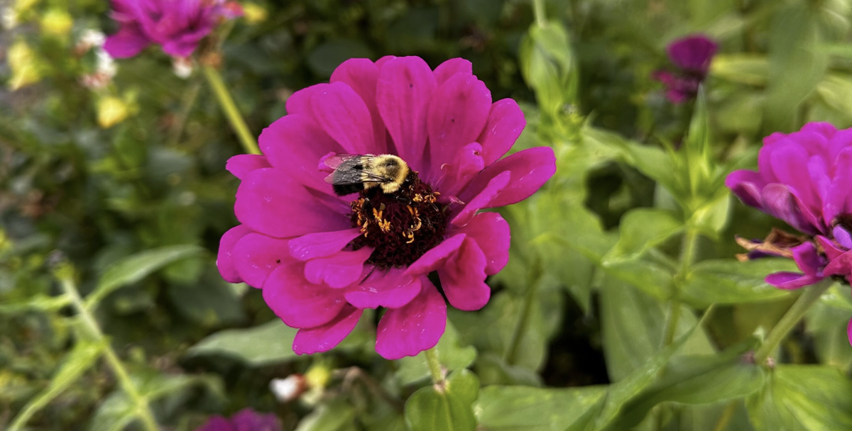 Spring to Life In and Around Burlington
