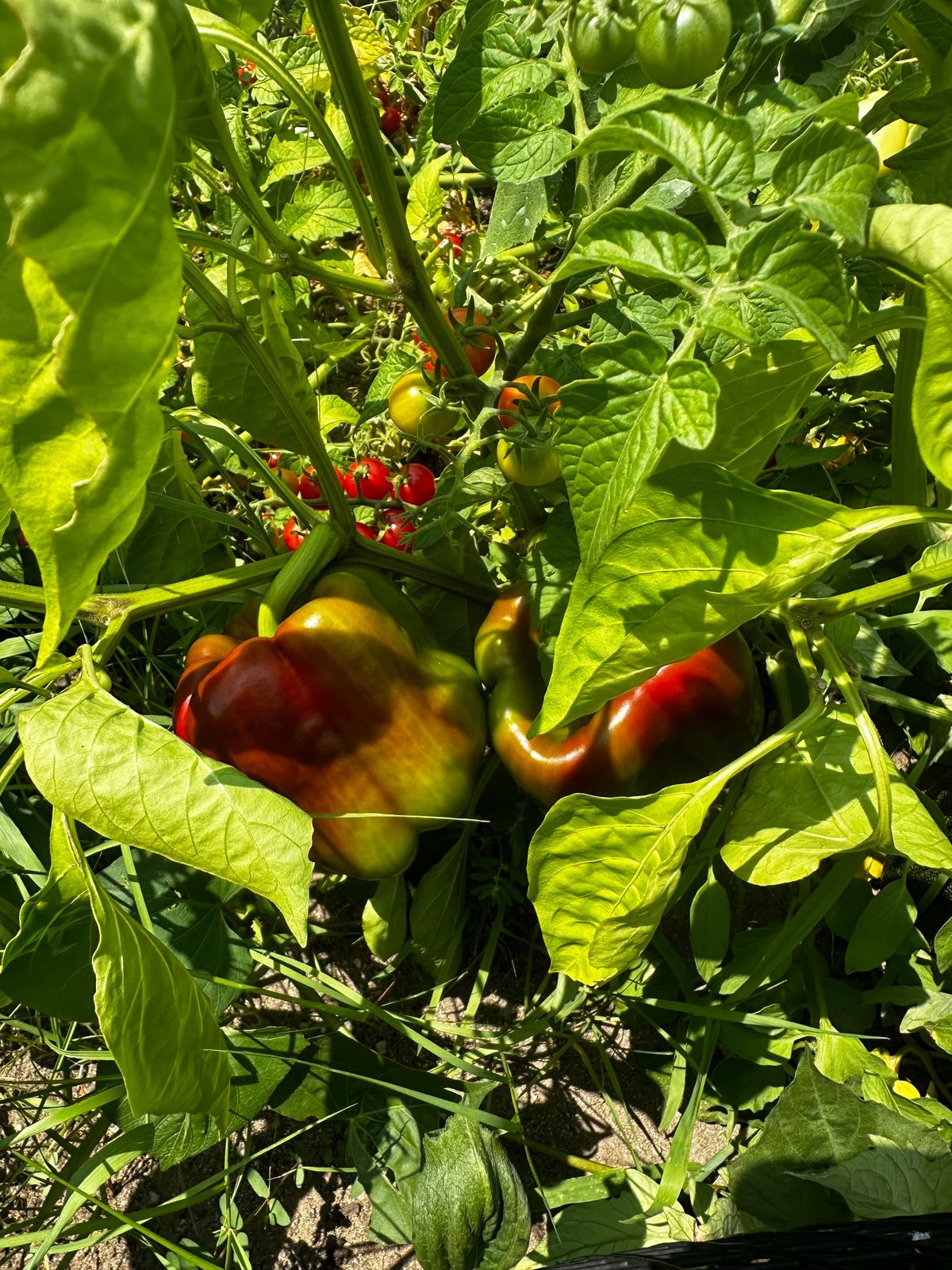 School Committee Greenlights Expansion of Community Garden