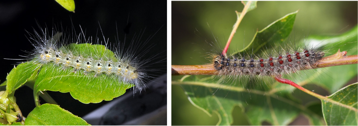 Friend or Foe? Invasive Species Complicate Matters