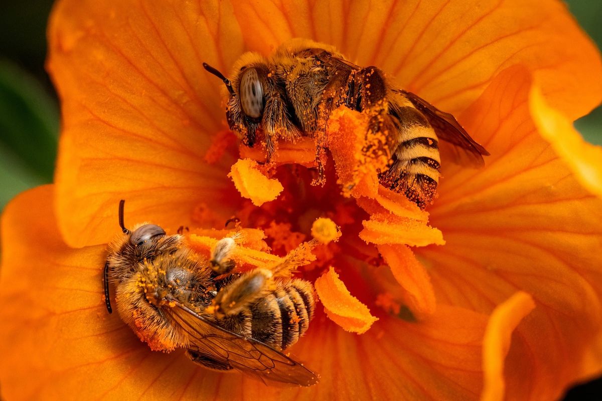 4,000 Reasons to Love Bees