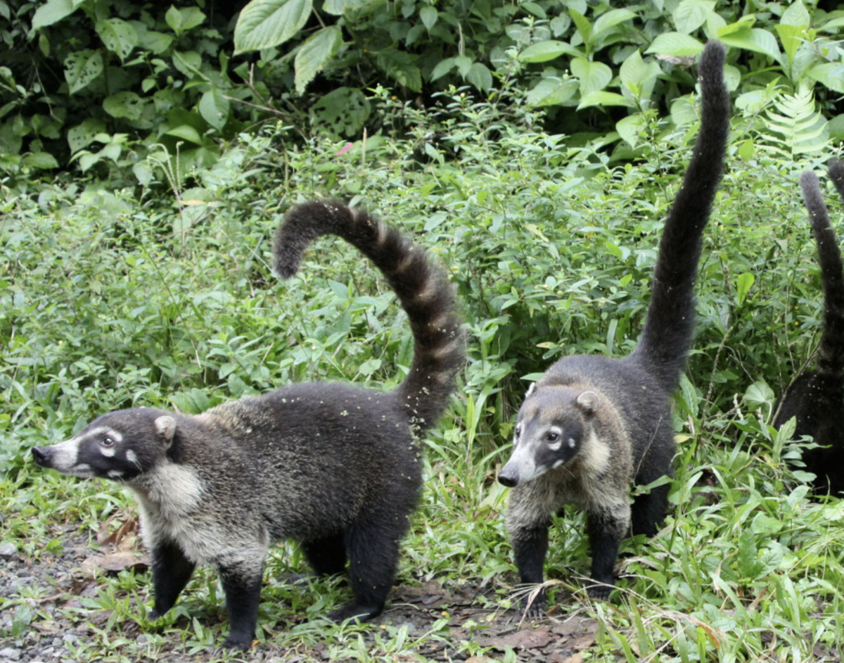 Eight Hours in Paradise: A Walk Through the Panamanian Rain Forest