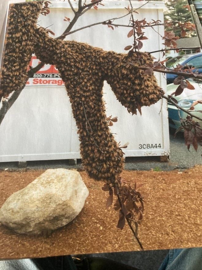 Swarms and Binges: Survival Mechanisms of Honeybees