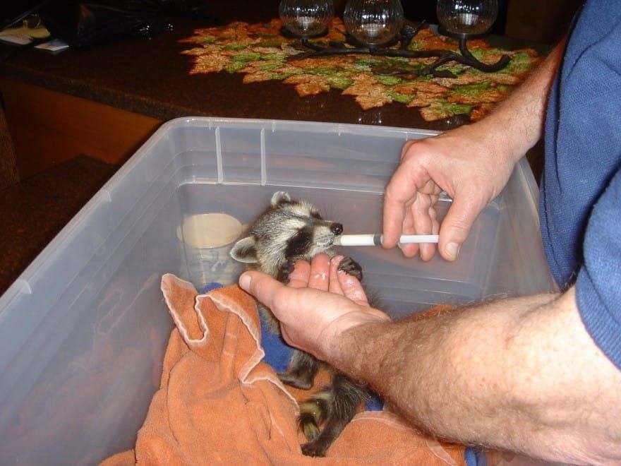 Raising a Baby Raccoon: How Brown Eyes Became Our Favorite Houseguest