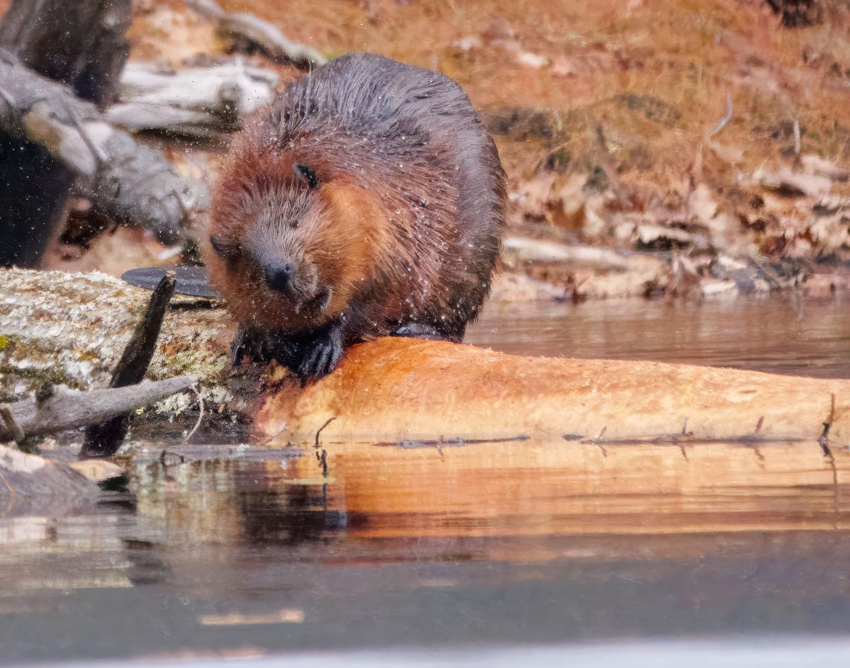 From the Classroom to the Cattails: Burlington's Neufeld Debuts Beaver Exhibit in Concord