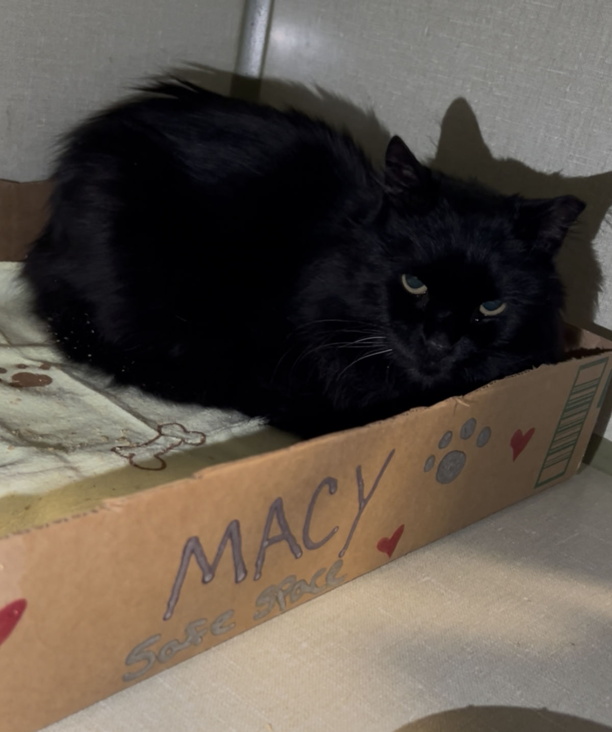 Lost Cat’s Journey Highlights Burlington’s Pet Licensing Rules