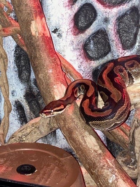 Look Closer: How a Ball Python's Branch Unlocked a Nature Mystery