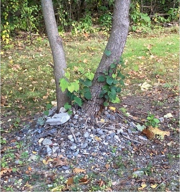 How Not to Plant a Tree