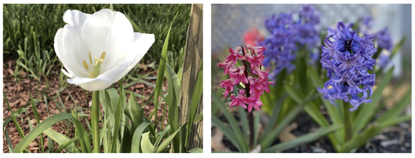 Re-Awaken Your Garden for Spring