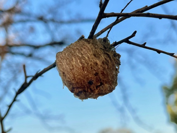 Where Were the Bugs All Winter?