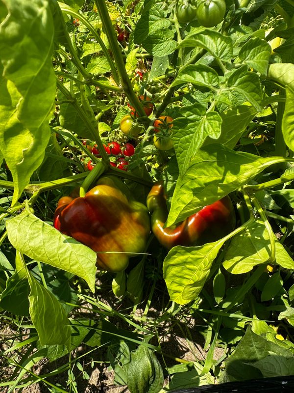 Bell peppers and various tomatoes in a Burlington garden
