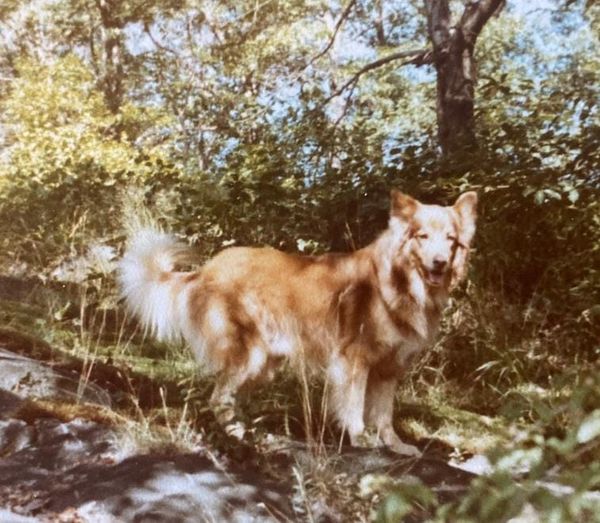 A Real Dog's Life: Lessons From Dufus the Wonder Dog