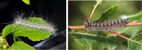 Friend or Foe? Invasive Species Complicate Matters