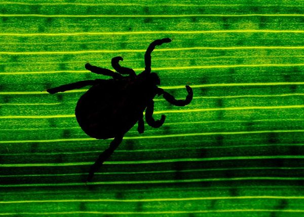 Tick populations have surged in the Northeast. Here’s how to keep you and your pets safe this summer.
