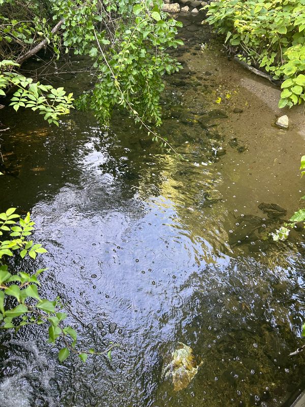 Narrowly Defeated Stormwater Bylaw to Return to Town Meeting