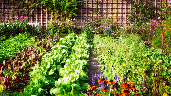 Tips to extend your harvest into late fall