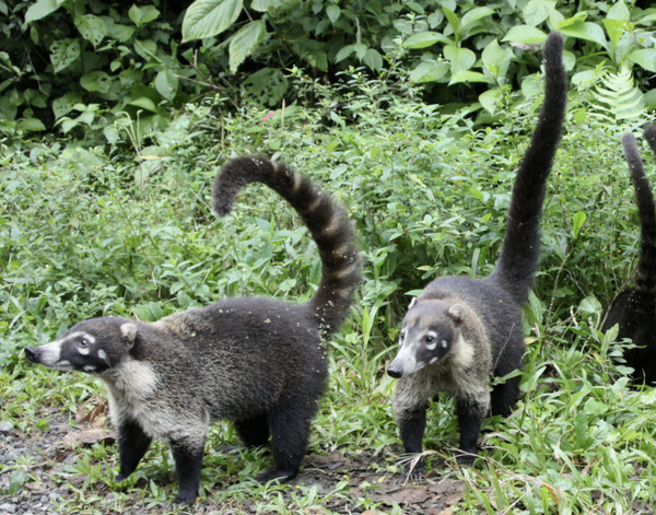 Eight Hours in Paradise: A Walk Through the Panamanian Rain Forest