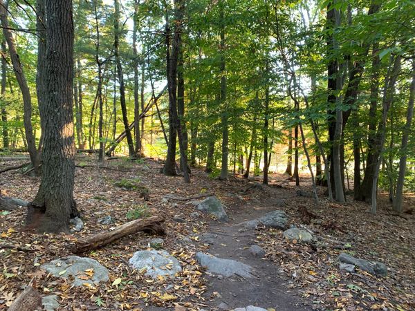 Boston University Researchers Publish Study Conducted in Burlington's Landlocked Forest