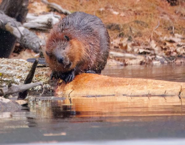 From the Classroom to the Cattails: Burlington's Neufeld Debuts Beaver Exhibit in Concord