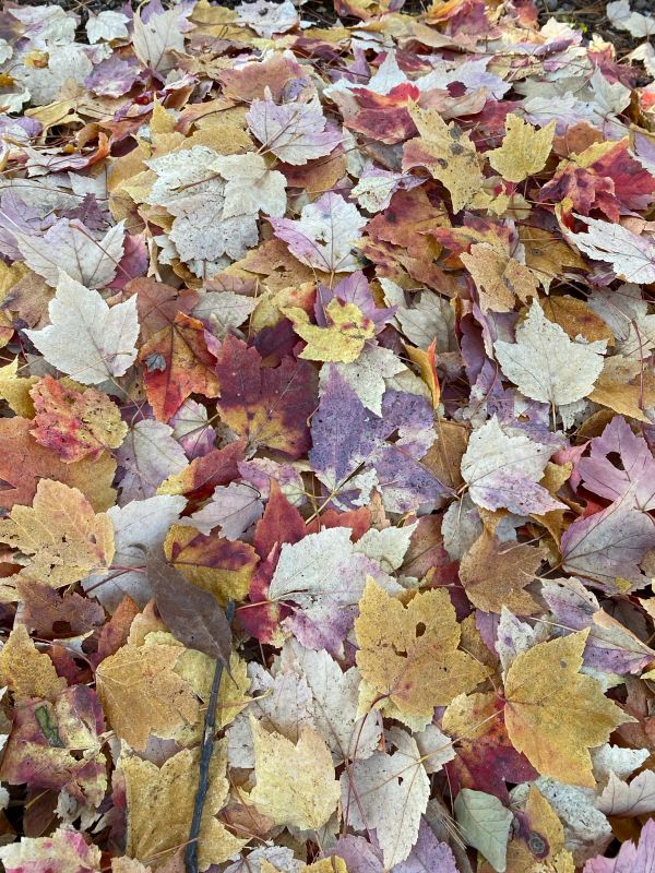 Leaves, Clocks, and Overnight Parking: Your Burlington Fall-to-Winter Cheat Sheet