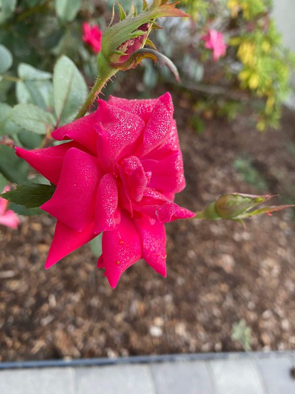 Daily Buzz | Register and Vote