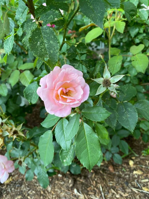 Weekly Buzz | School Committee and Select Board are Back