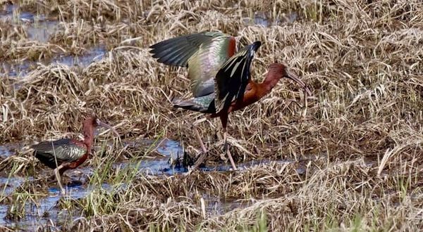 Weekly Buzz | A New Opportunity to Have Your Voice Heard