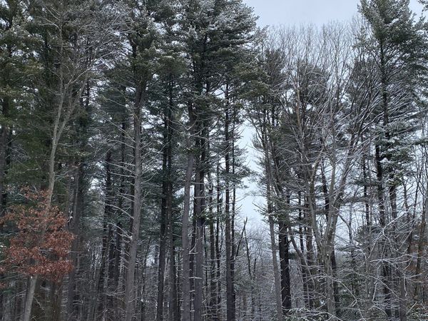 Hive Roundup #9 | Burlington Plans for The Future