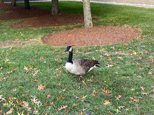 Daily Buzz | Grab Coffee with a Cop This Morning