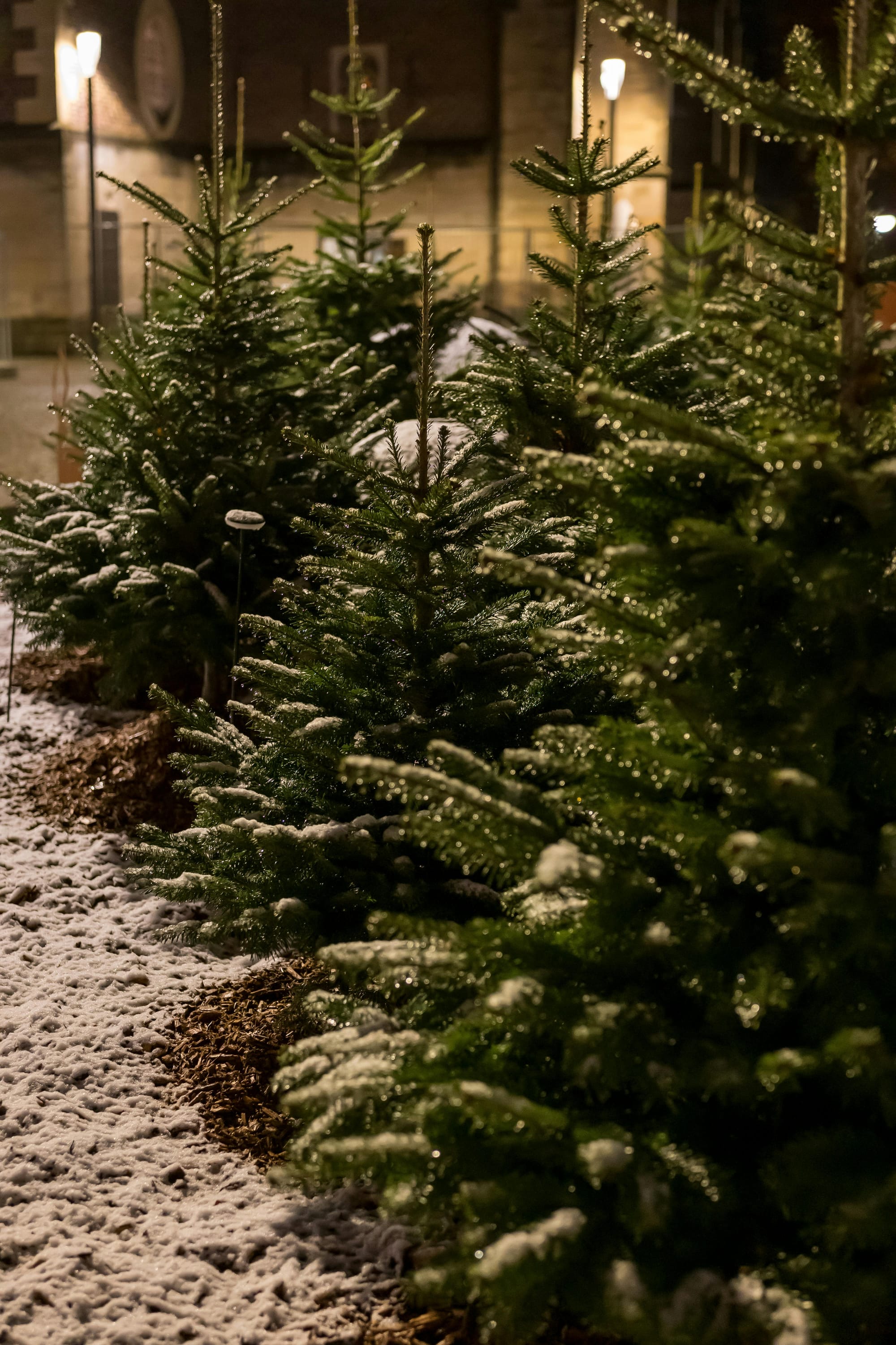 Snow-dusted Christmas Trees at Night
<p>" class="wp-image-9294"><figcaption class=