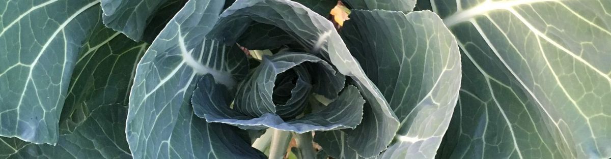About Gather and Sow
