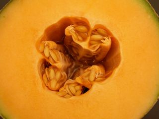 The Botanist in the Kitchen