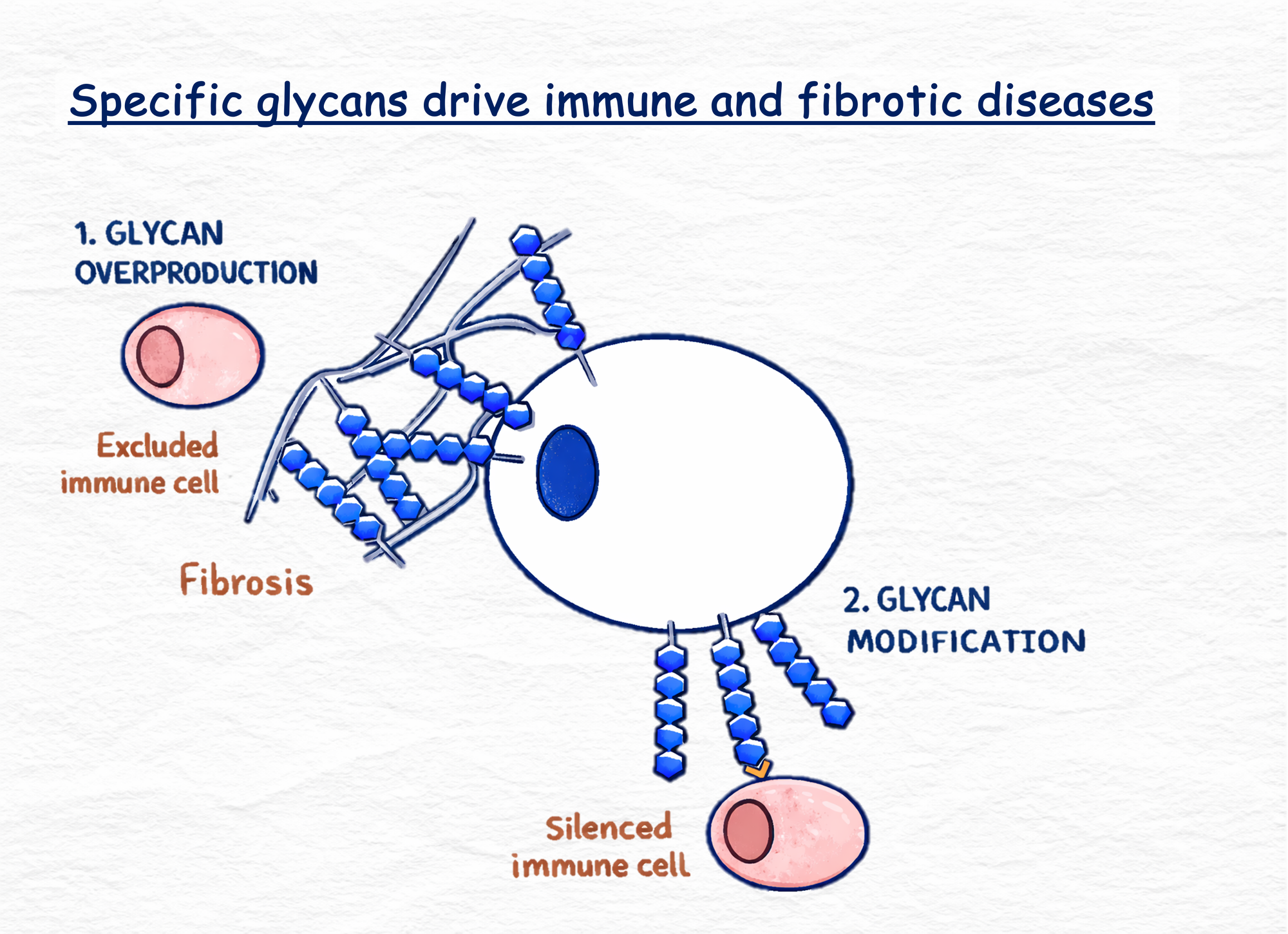 Diagram showing how glycans drive immune and fibrotic disease through overproduction and modification