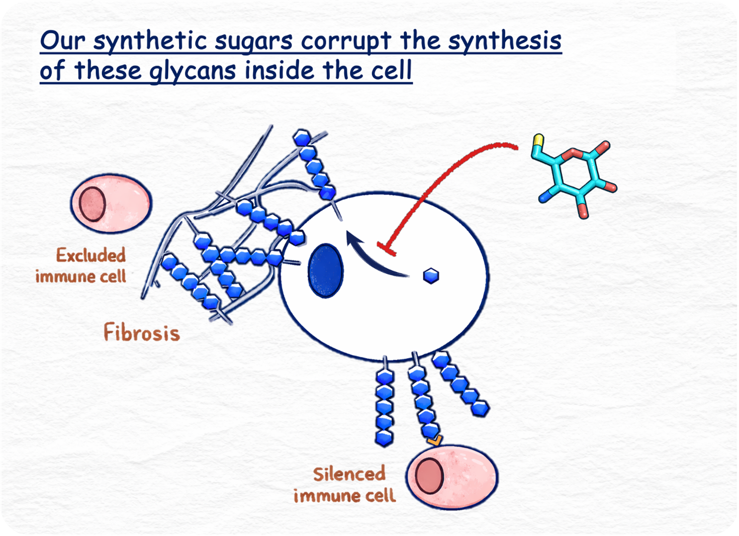 Diagram showing Anomer Bio's modified monosaccharides entering the cell and corrupting glycan synthesis