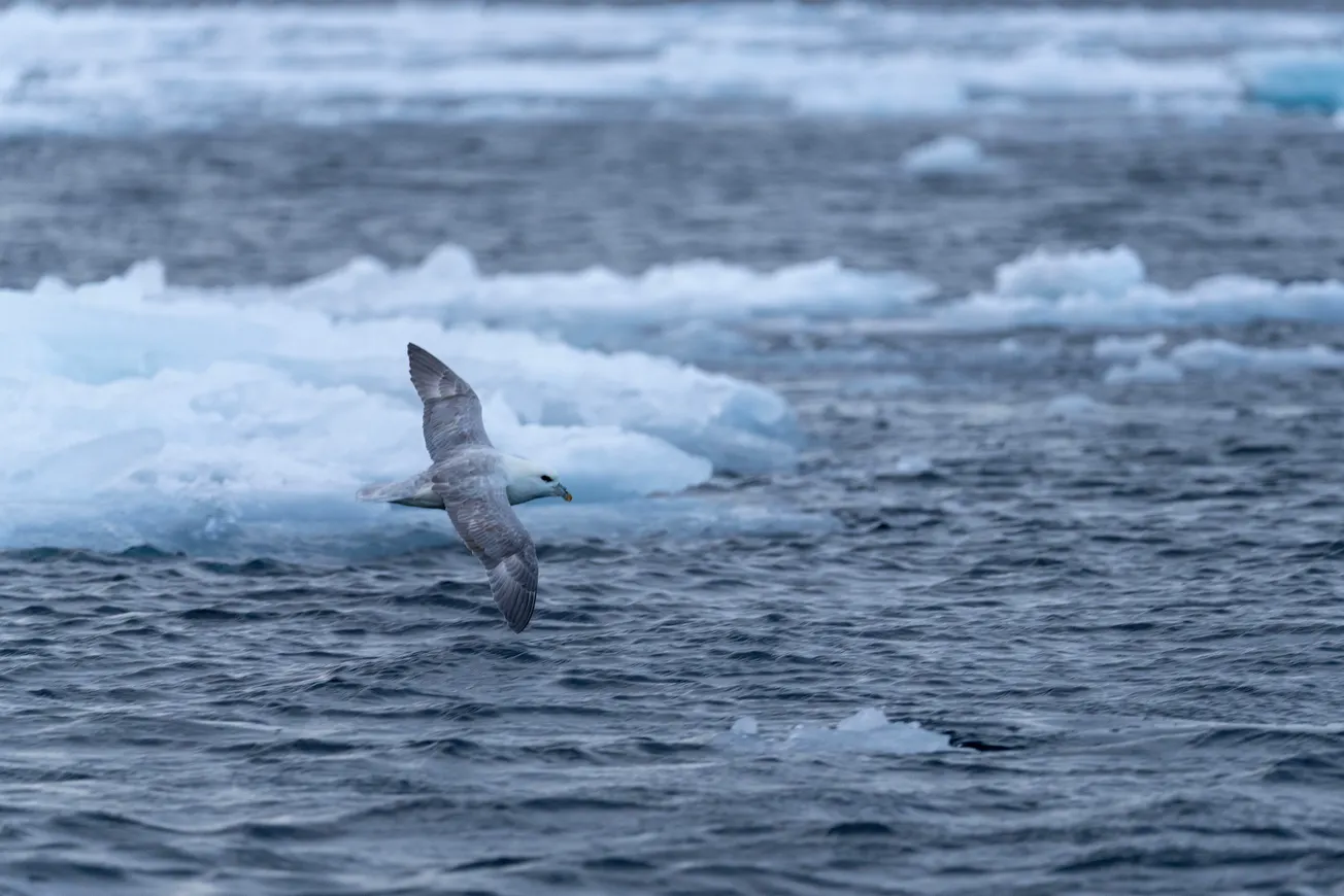 Microplastics: A Hidden Peril for the Arctic