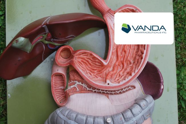 Anatomical model of the stomach