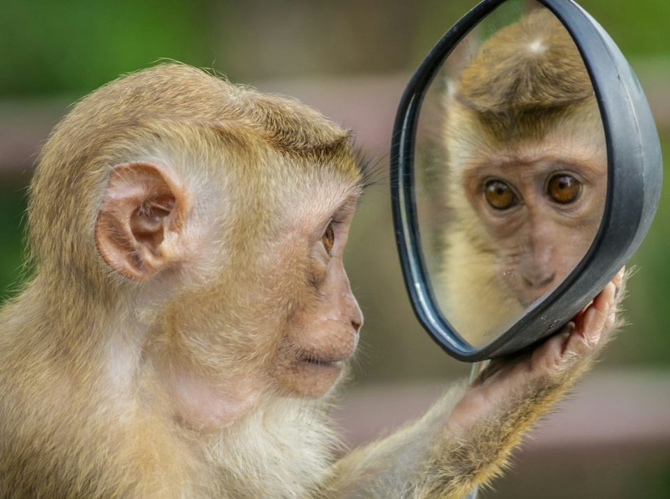 Taming the Chimp: The Mental Game of Tennis for Players & Coaches