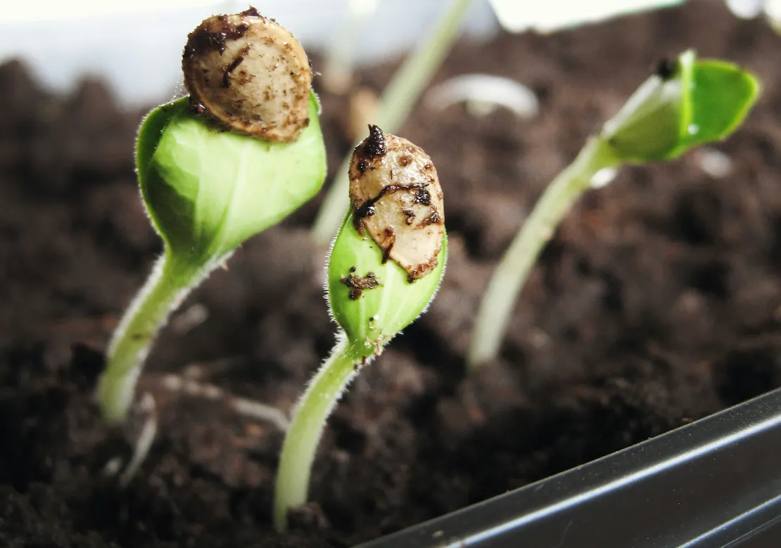 The Critical Seed That Blossoms and Spreads