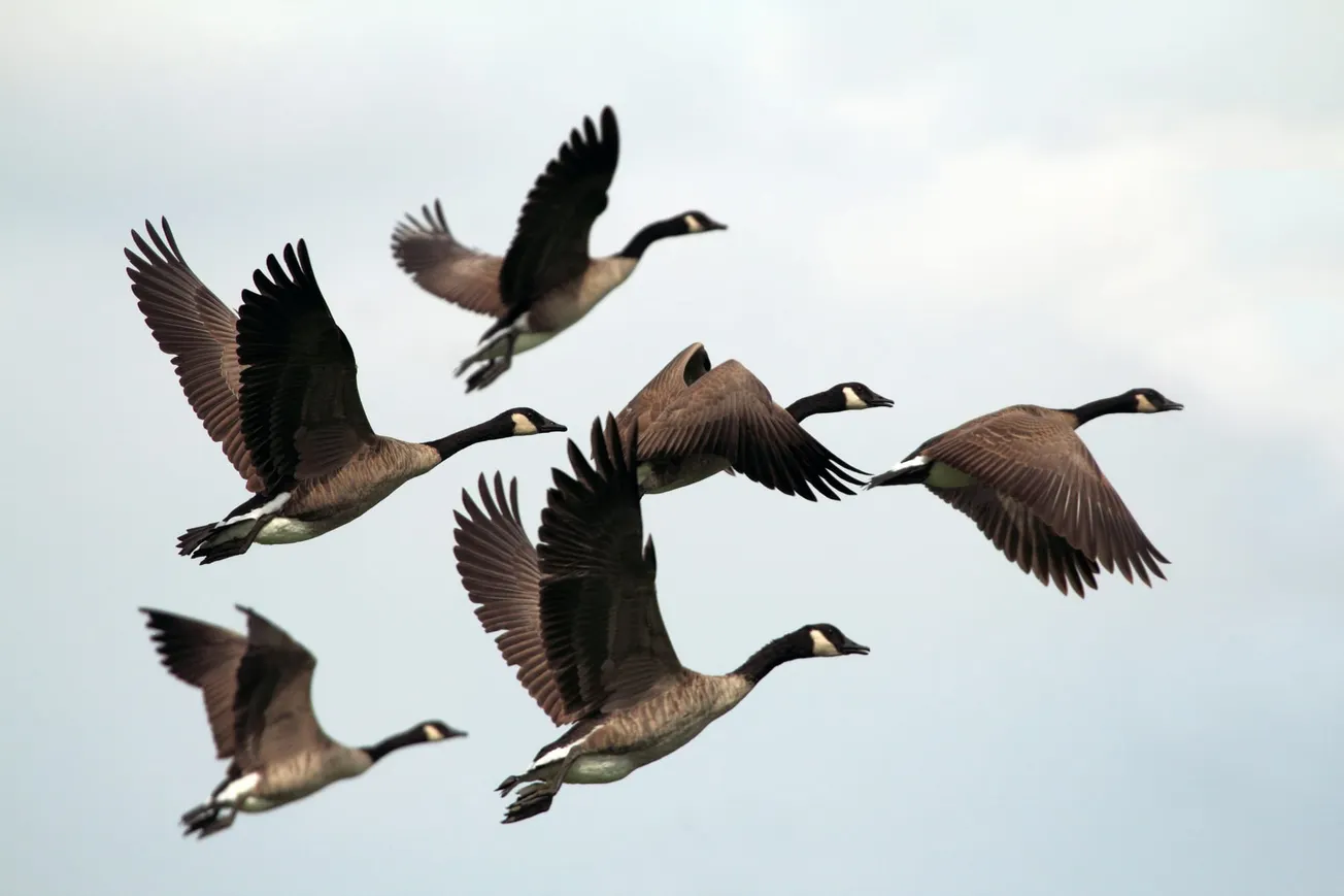 Shaping Culture Through Authentic Leadership