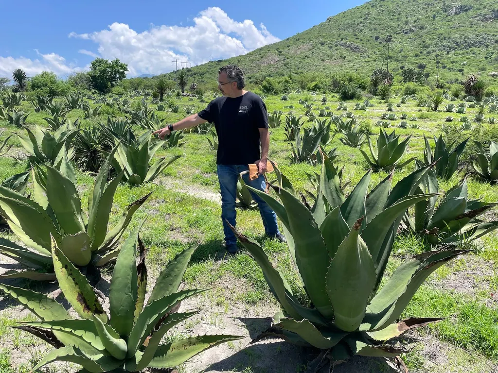How Amarás Preserves Rare Agave While Exporting Mezcal Around The World