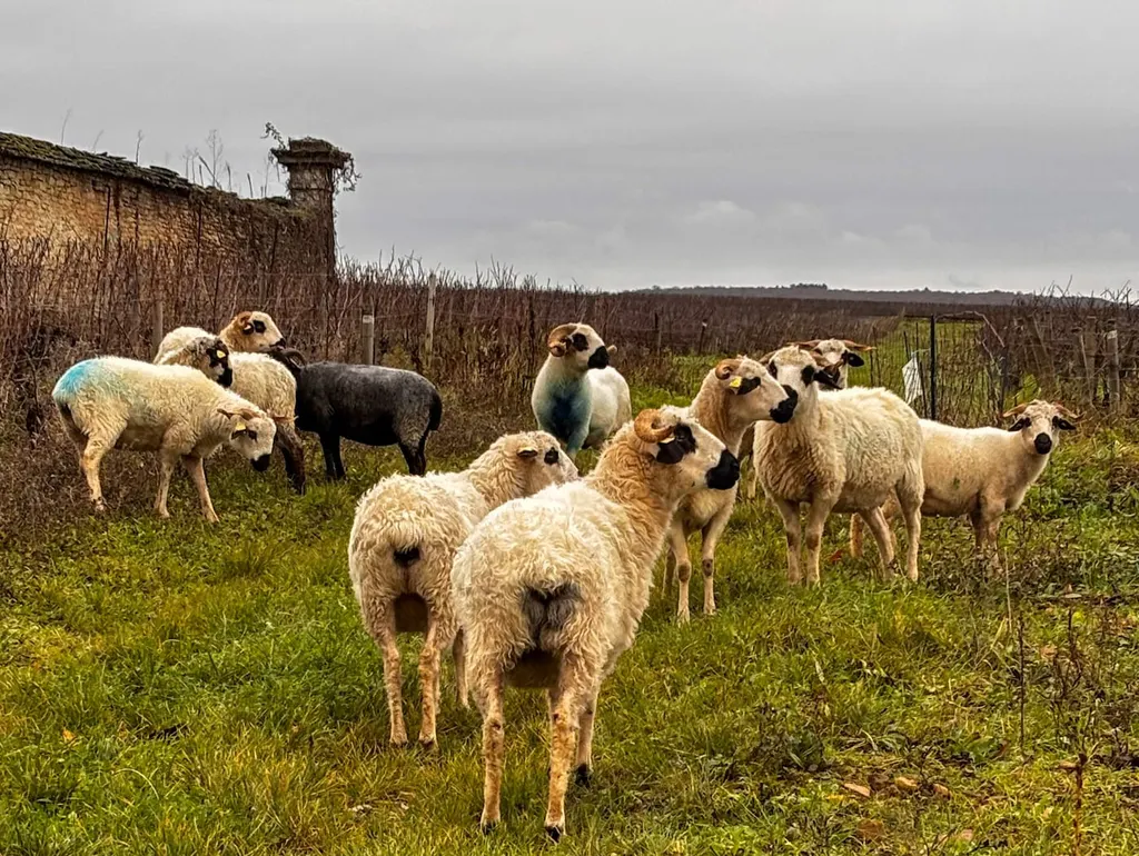 👀 Burgundy En Primeur 2024 - first thoughts