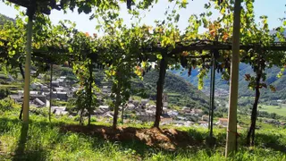 💯🎖️ Small but mighty: your key references for Erbaluce di Caluso