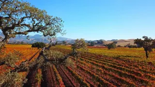 The Best Wine Tourism Spots in the Santa Ynez Valley