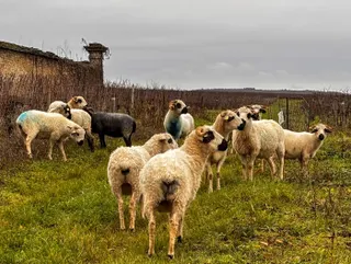 👀 Burgundy En Primeur 2024 - first thoughts