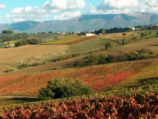 🍷 Sagrantino: Thoughts and reflections on Montefalco’s flagship red wine