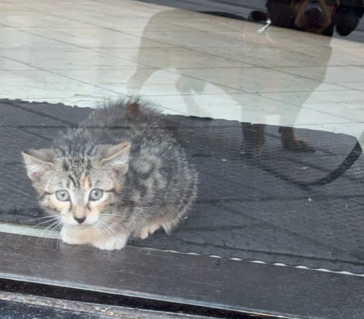 Αδέσποτα ζώα στην Ελλάδα: Μια σιωπηλή κρίση που επιμένει