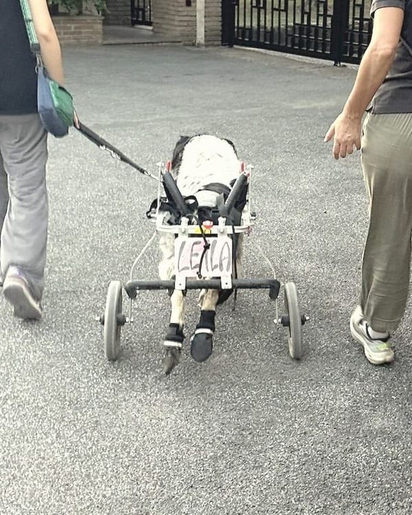 №055 — Leila