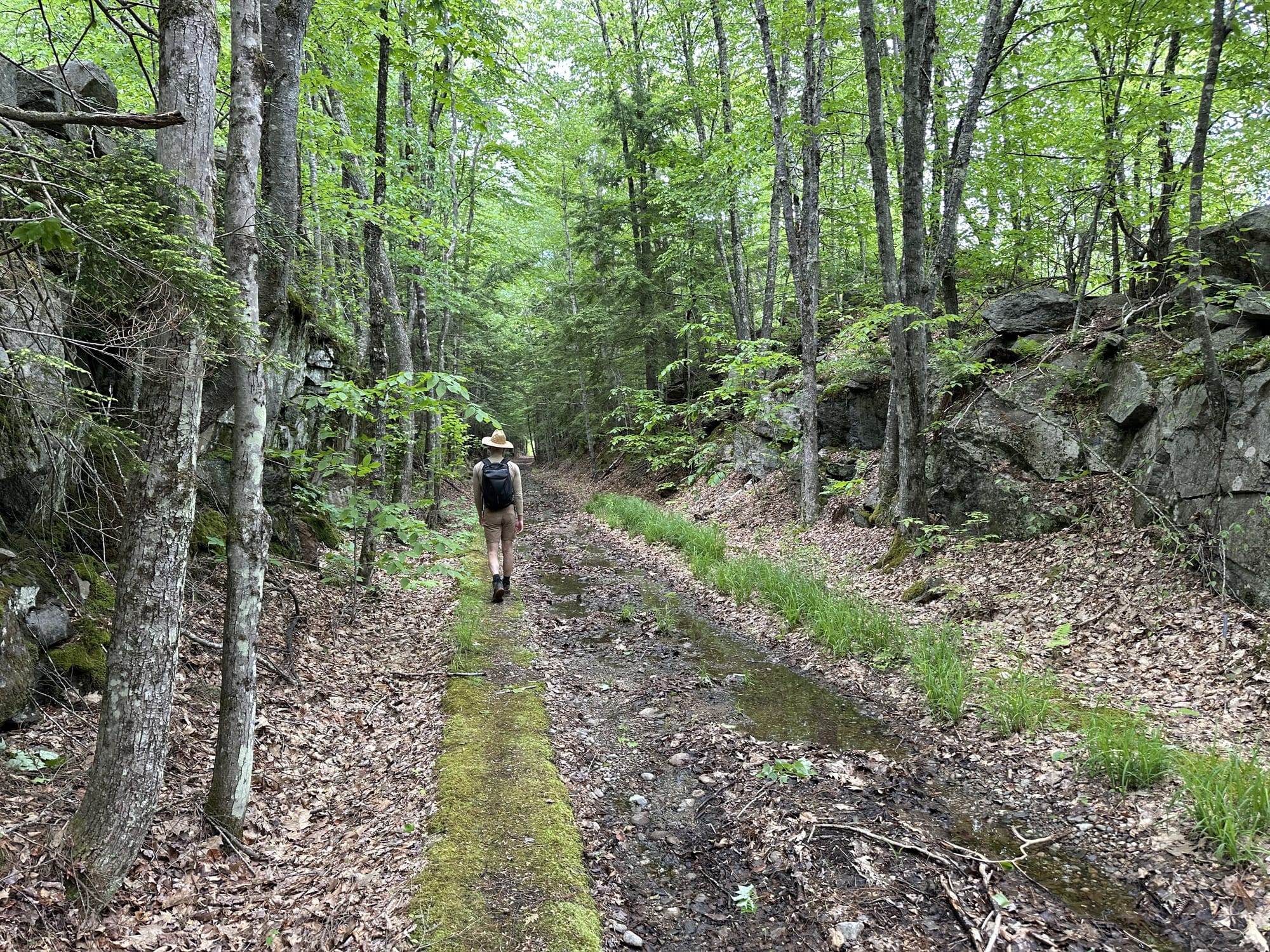 Oscar on the mossy, wet path of the defunct B&M Railroad Cocheco Line.