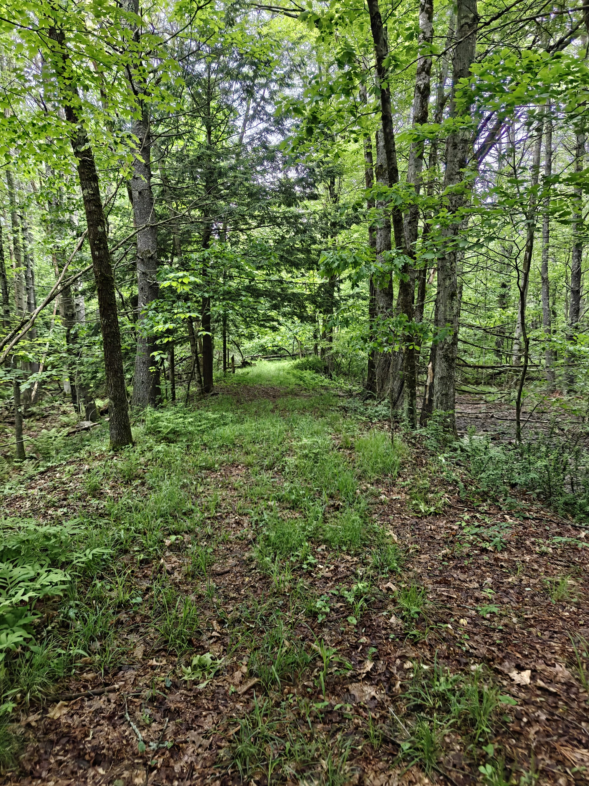 Wooded path covered in leaves and grass, winding through green trees.